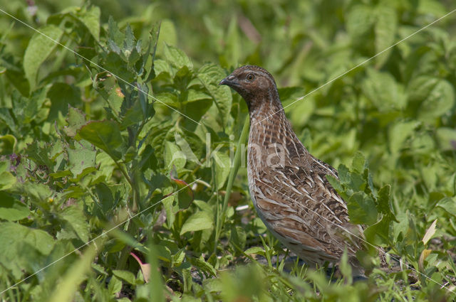 Kwartel (Coturnix coturnix)