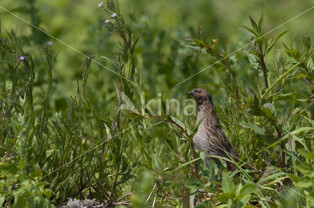 Kwartel (Coturnix coturnix)