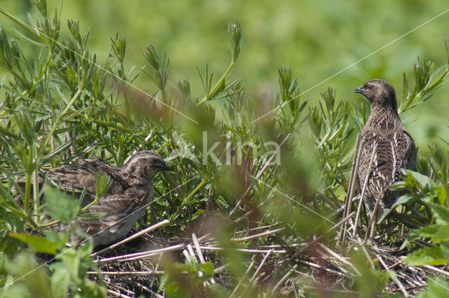 Kwartel (Coturnix coturnix)