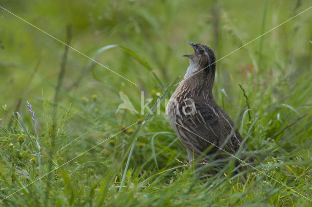 Kwartel (Coturnix coturnix)