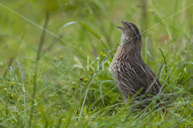 Kwartel (Coturnix coturnix)