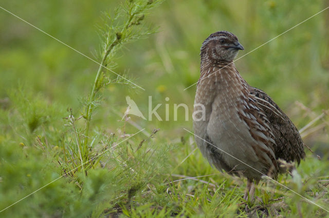 Kwartel (Coturnix coturnix)