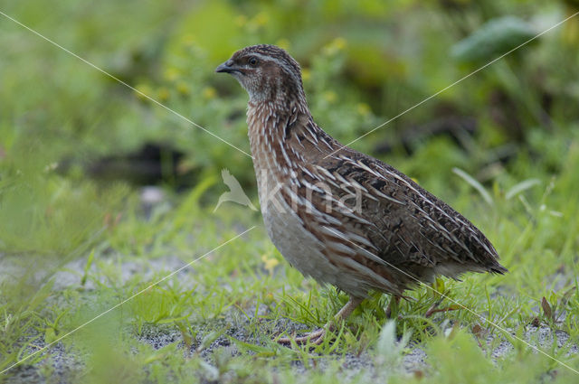 Kwartel (Coturnix coturnix)