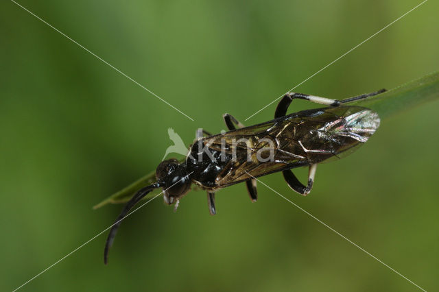 Macrophya alboannulata