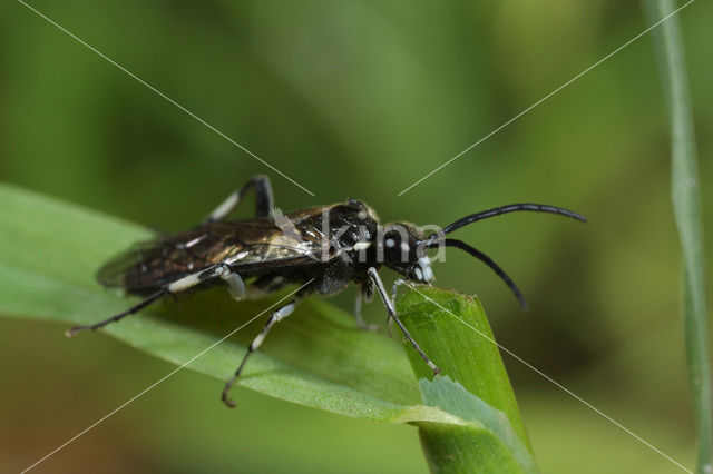 Macrophya alboannulata