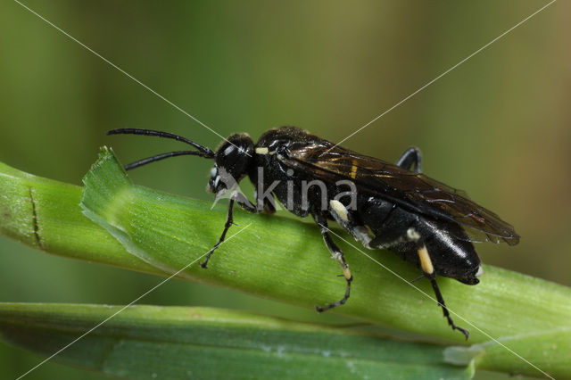 Macrophya alboannulata