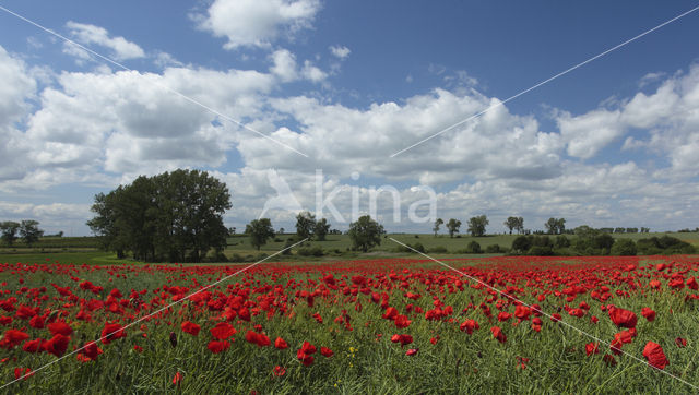 Mazury