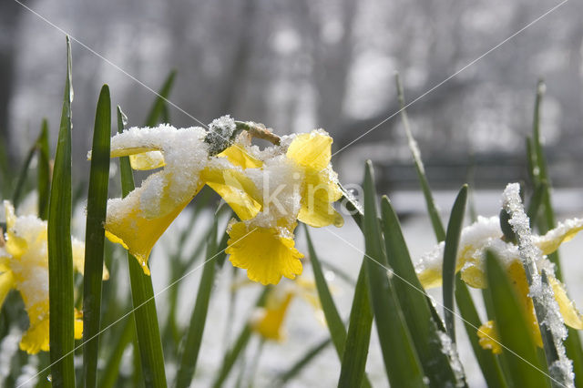 Narcis (Narcissus spec.)