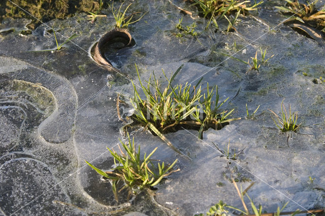 Nationaal Park de Biesbosch