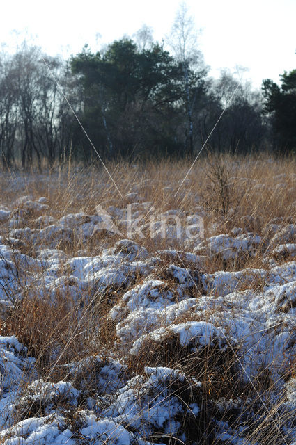 Nationaal Park de Groote Peel