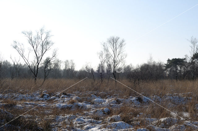 Nationaal Park de Groote Peel