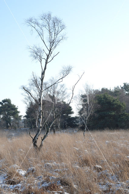 Nationaal Park de Groote Peel