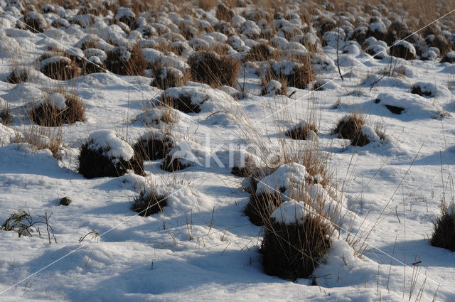 Nationaal Park de Groote Peel