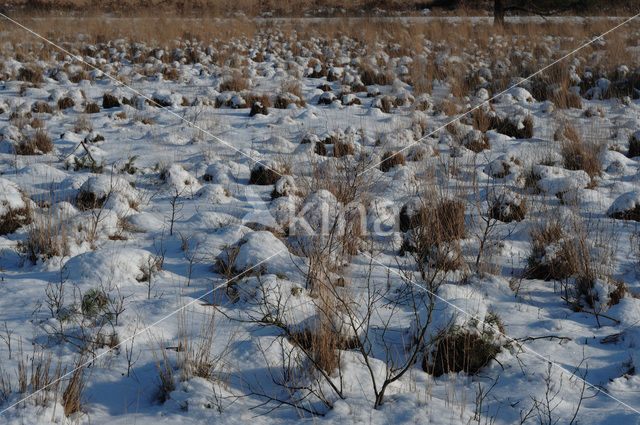 Nationaal Park de Groote Peel