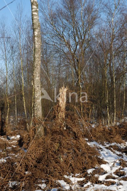 Nationaal Park de Groote Peel