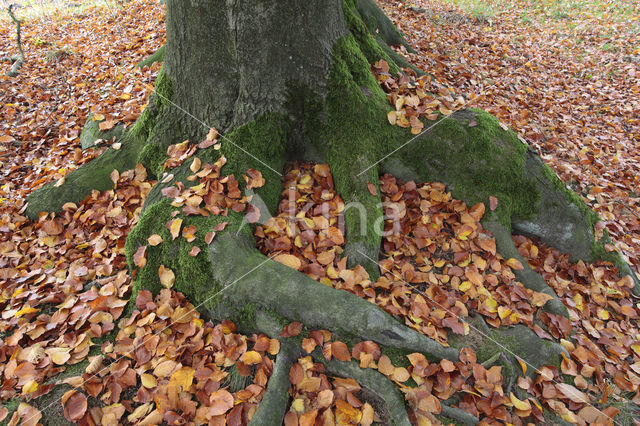 Nationaal Park De Hoge Veluwe