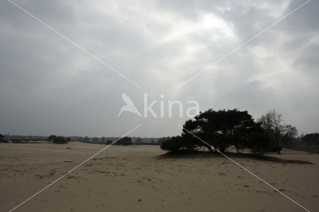 Nationaal Park Drents-Friese Wold