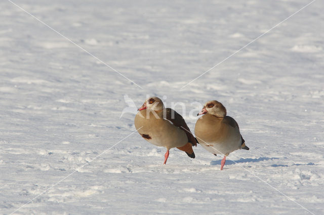 Nijlgans (Alopochen aegyptiaca)