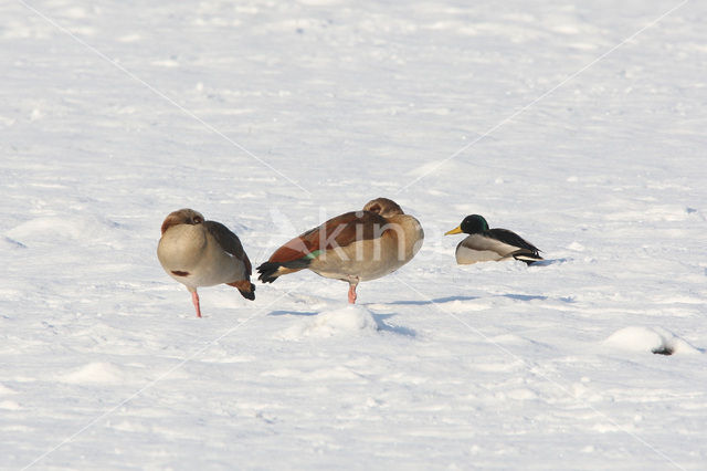 Nijlgans (Alopochen aegyptiaca)