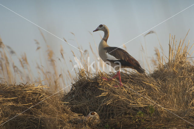 Nijlgans (Alopochen aegyptiaca)