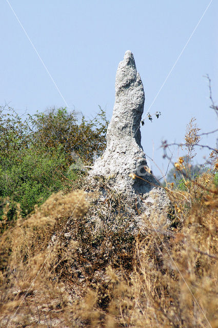 Okavango delta