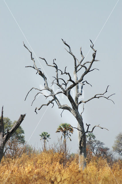 Okavango delta