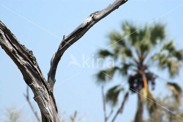 Okavango delta