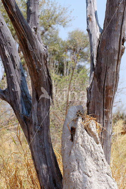 Okavango delta