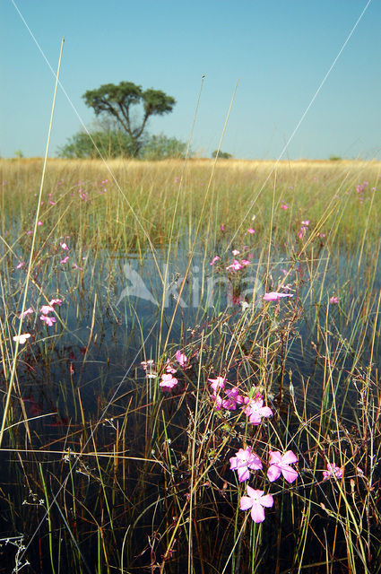 Okavango delta