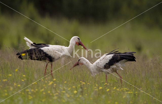 Ooievaar (Ciconia ciconia)