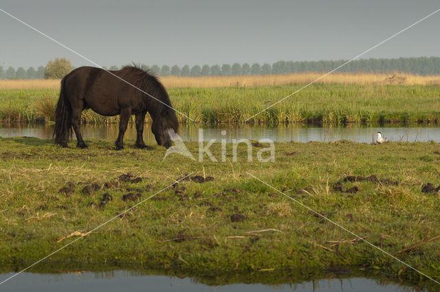 Paard (Equus spp)