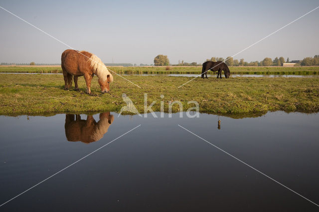 Paard (Equus spp)