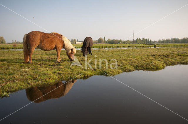 Paard (Equus spp)