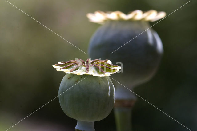 Papaver (Papaver spec)