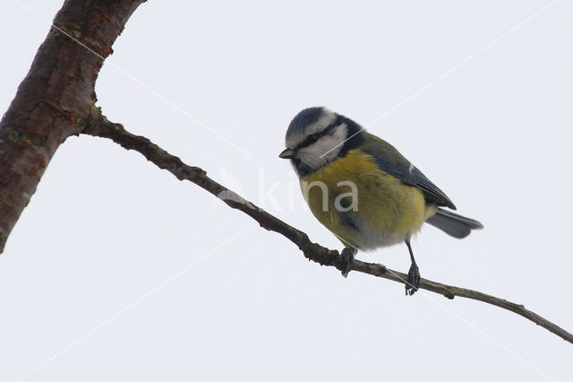 Pimpelmees (Parus caeruleus)