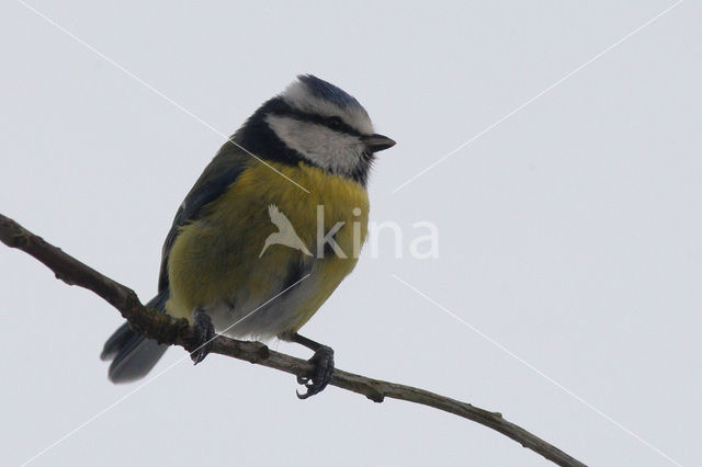 Pimpelmees (Parus caeruleus)