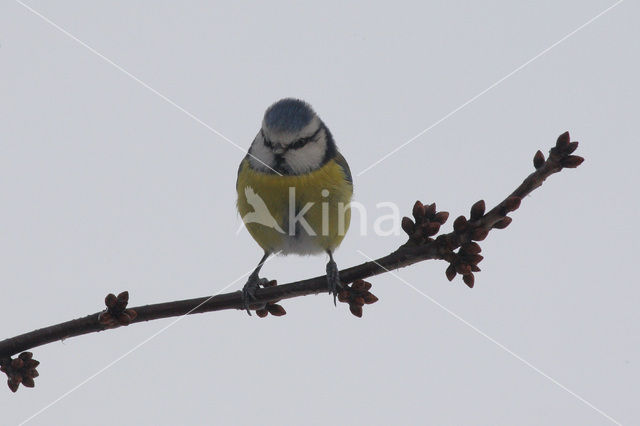 Pimpelmees (Parus caeruleus)