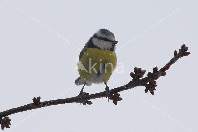 Pimpelmees (Parus caeruleus)