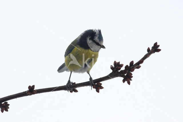 Pimpelmees (Parus caeruleus)