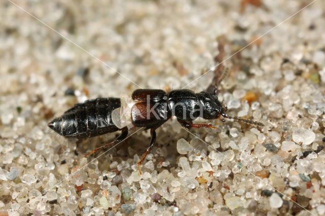 Platystethus arenarius