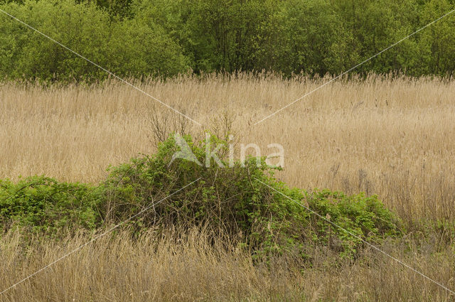 Polder Westzaan