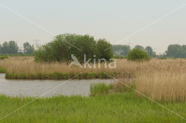 Polder Westzaan