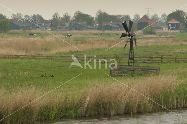 Polder Westzaan