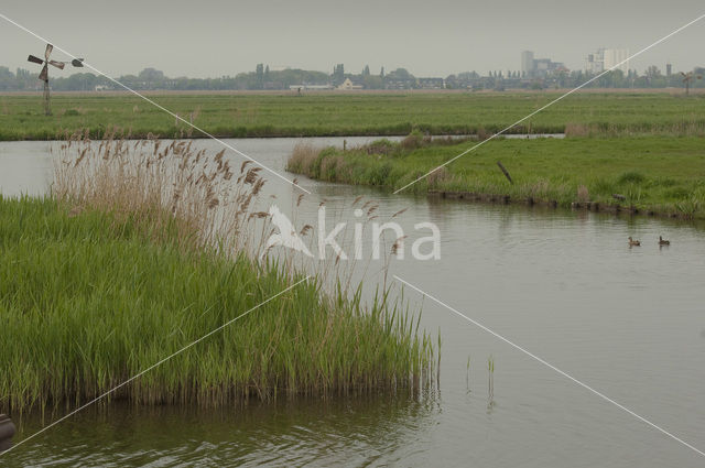 Polder Westzaan