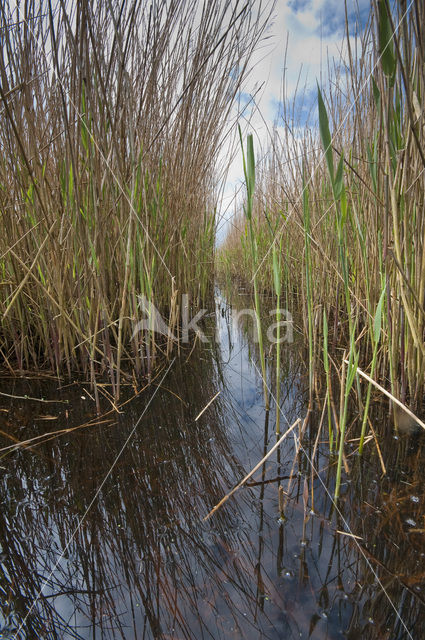 Polder Westzaan