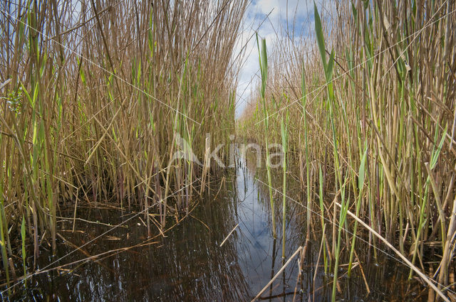 Polder Westzaan