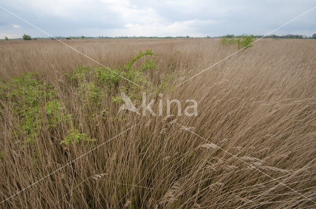 Polder Westzaan