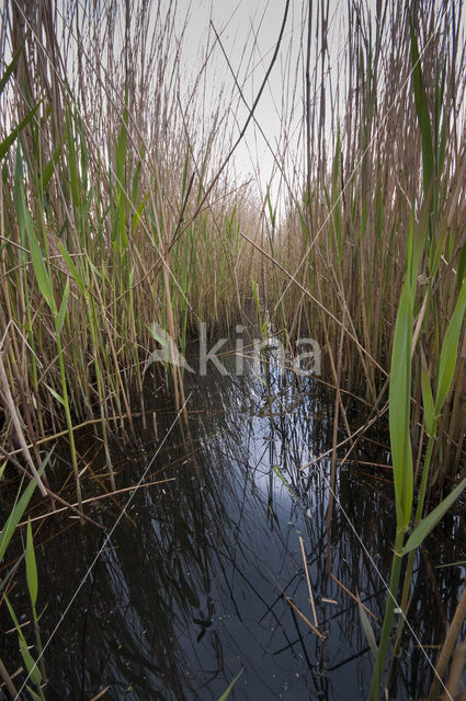 Polder Westzaan