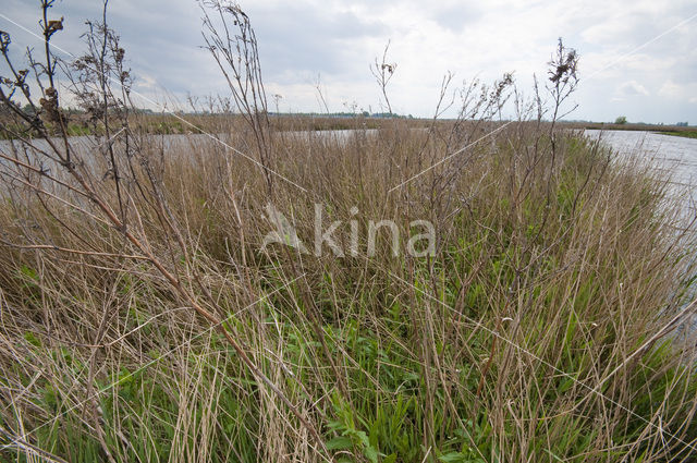 Polder Westzaan