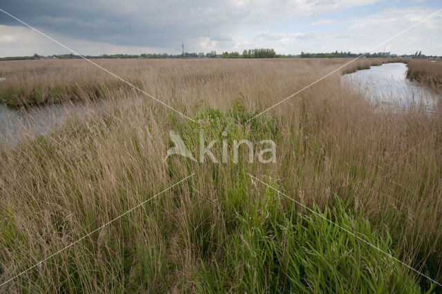 Polder Westzaan